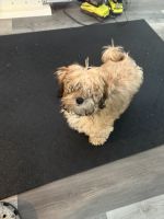 Good dog needs new home