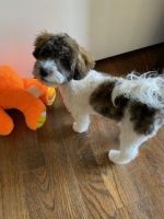 Havapoo Puppies for sale in Annandale, VA, USA. price: $900