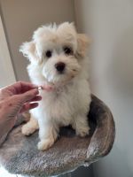 3 MONTH OLD HAVAPOO PUPPY