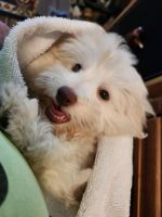 Havapoo Puppies for sale in Athens, AL, USA. price: $600