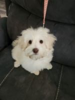 3 MONTH OLD HAVAPOO PUPPY