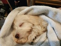 3 MONTH OLD HAVAPOO PUPPY