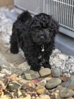 Who wants to be my new Mom or Dad