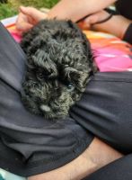 Who wants to be my new Mom or Dad