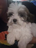 Superman male Havapoo