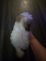 Superman male Havapoo