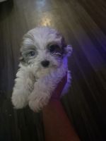Havapoo Puppies for sale in Cleveland, OH, USA. price: $350