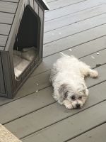 Adorable Havapoo Male Puppy