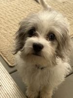 Adorable Havapoo Male Puppy