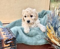 Brioche is a beautiful Havadoodle with a fun loving personality