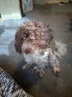 Havapoo! His name is Coco and im a great puppy.