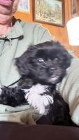 Havapoo Puppies for sale in Mullins, SC 29574, USA. price: $1,000