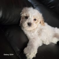 Havapoo Puppies for sale in Cleveland, OH, USA. price: $350