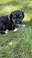 Havapoo Puppies for sale in Colorado Springs, CO, USA. price: $750