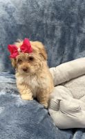 Havapoo Puppies for sale in Tennessee Colony, TX 75861, USA. price: $1,500
