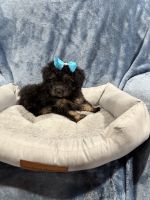 Havapoo Puppies for sale in Tennessee Colony, TX 75861, USA. price: $1,500