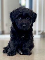 Havapoo Pups for sale