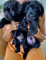 Havapoo Pups for sale