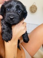 Havapoo Pups for sale