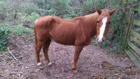 Heck Horse Horses for sale in Los Angeles, CA 90001, USA. price: $500