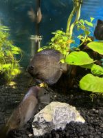 Heckel Discus Fishes for sale in Temecula, CA, USA. price: $35