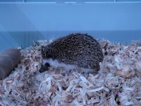 Hedgehog Animals for sale in 3900 Beaconsdale Dr, Austin, TX 78727, USA. price: $20