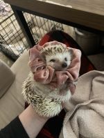 Hedgehog Animals for sale in Meridian, ID, USA. price: $600