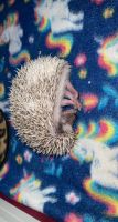 Hedgehog Rodents for sale in Wildwood, FL 34785, USA. price: $200