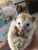 Hedgehog Animals for sale in Chelsea, AL, USA. price: $300