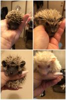 Hedgehog Animals for sale in Anderson, SC, USA. price: $200