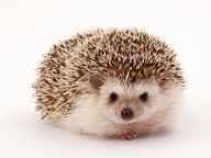 Hedgehog Rodents for sale in 4280 Great Falls Loop, Middleburg, FL 32068, USA. price: $8,000