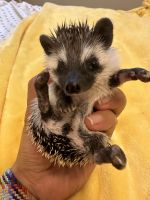 Hedgehog Animals for sale in Conroe, TX, USA. price: $150
