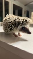 Hedgehog Rodents for sale in Lubbock, Texas. price: $300
