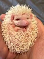 Hedgehog Animals for sale in Henderson, NV, USA. price: $300