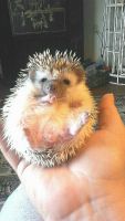 Hedgehog Rodents for sale in Galion, OH 44833, USA. price: $100