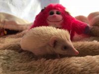 Hedgehog Animals for sale in Houston, TX 77076, USA. price: $150