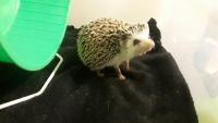 Hedgehog Rodents for sale in Madison, AL, USA. price: $75