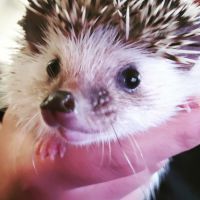 Hedgehog Animals for sale in Ellensburg, WA 98926, USA. price: $130