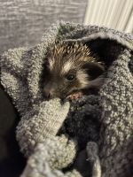Hedgehog Rodents for sale in Gilbert, AZ 85296, USA. price: $200