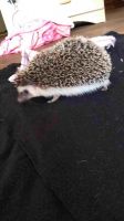 Hedgehog Animals for sale in Mt Airy, NC 27030, USA. price: $150