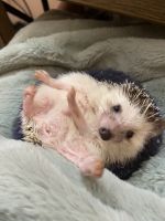 Hedgehog Rodents for sale in Cincinnati, OH, USA. price: $300
