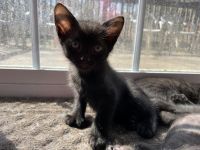 Hemingway Cats for sale in West Springfield, MA, USA. price: $450