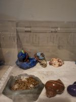 Hermit Crab Animals for sale in Chalfont, PA 18914, USA. price: $100