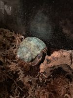 Hermit Crab Animals for sale in Irving, TX 75038, USA. price: NA