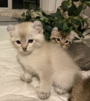 Highland Lynx Cats for sale in Beverly Hills, FL 34465, USA. price: $600