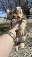 Highland Lynx Cats Photos