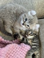 Highland Lynx kittens