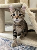 Highland Lynx Cats for sale in Elizabeth City, NC 27909, USA. price: $800