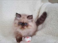 Himalayan Cats for sale in Dallas, TX 75227, USA. price: $695
