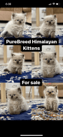 Himalayan Cats for sale in Hyderabad, Telangana, India. price: 25,000 INR